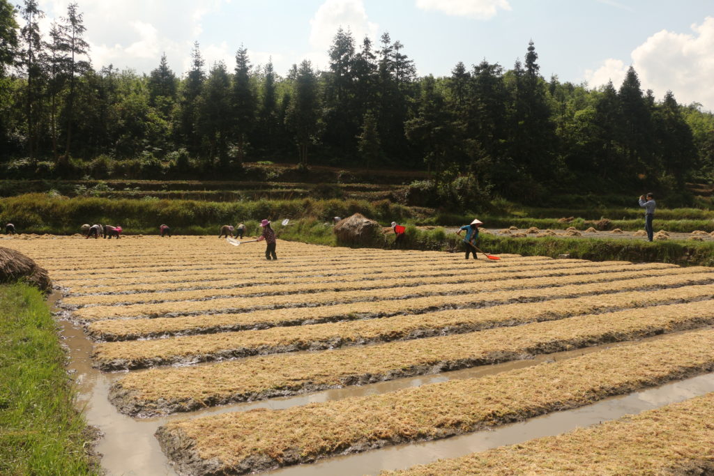 贵州人工种植水苔图片